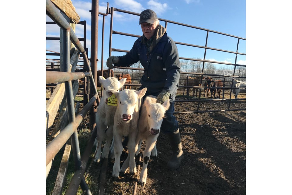 Arthur Gibbs is pictured with the purebred Charolais triplets born on his farm April 20.