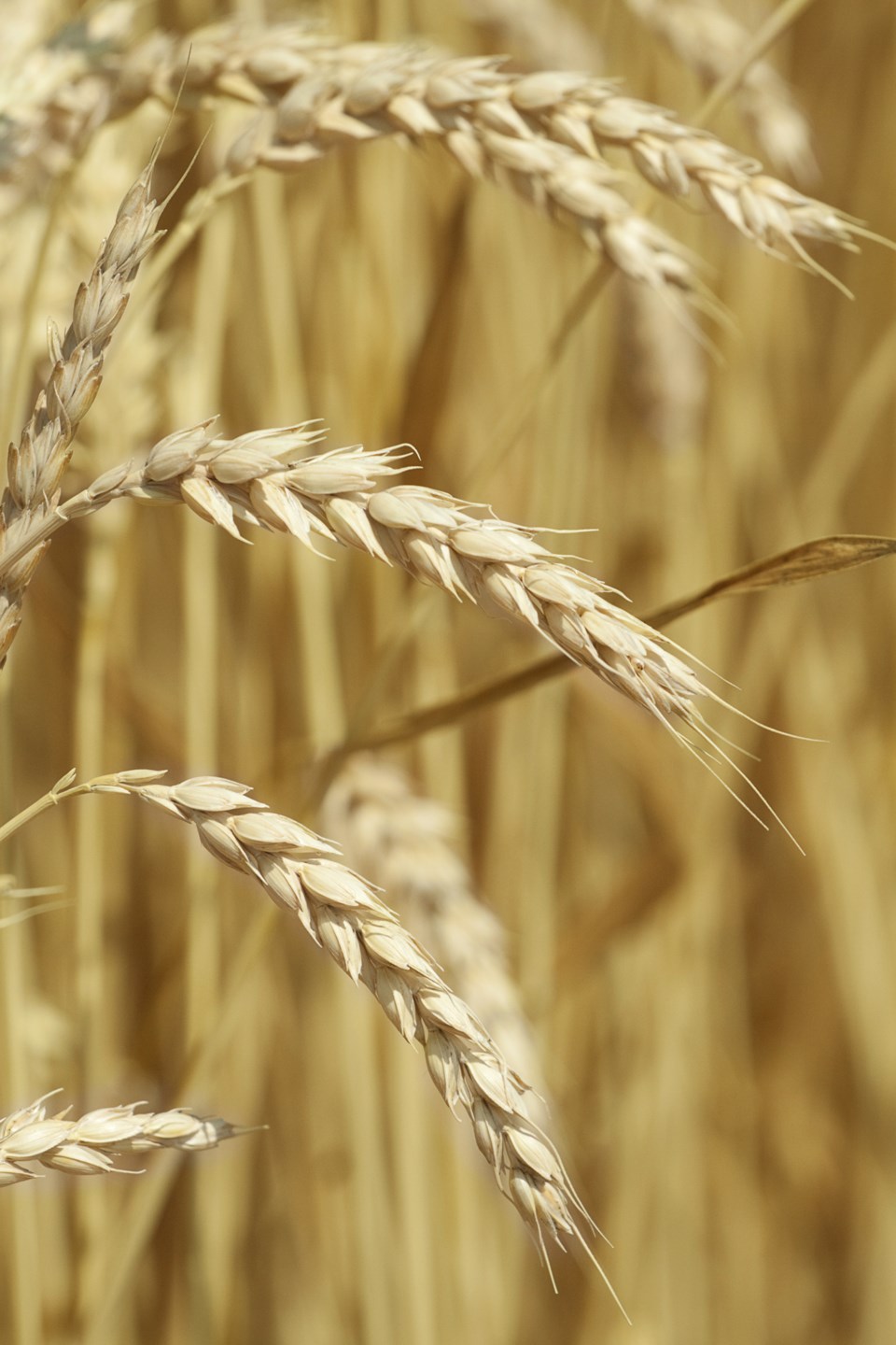Wheat