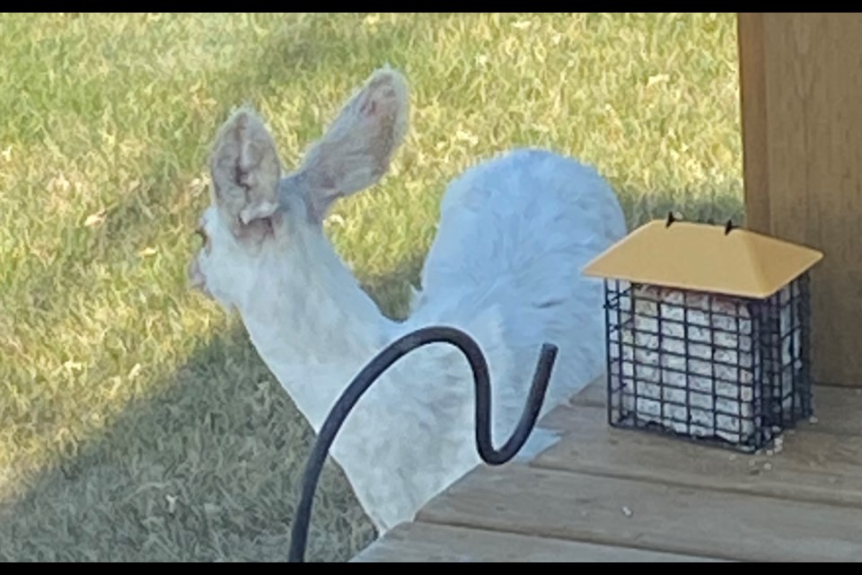 White mule deer makes a daily visit to a Lakeland yard.