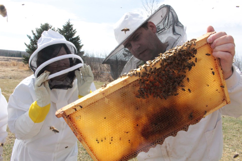 With the bees in the air and on the honeycombs, Wicker shows their work.