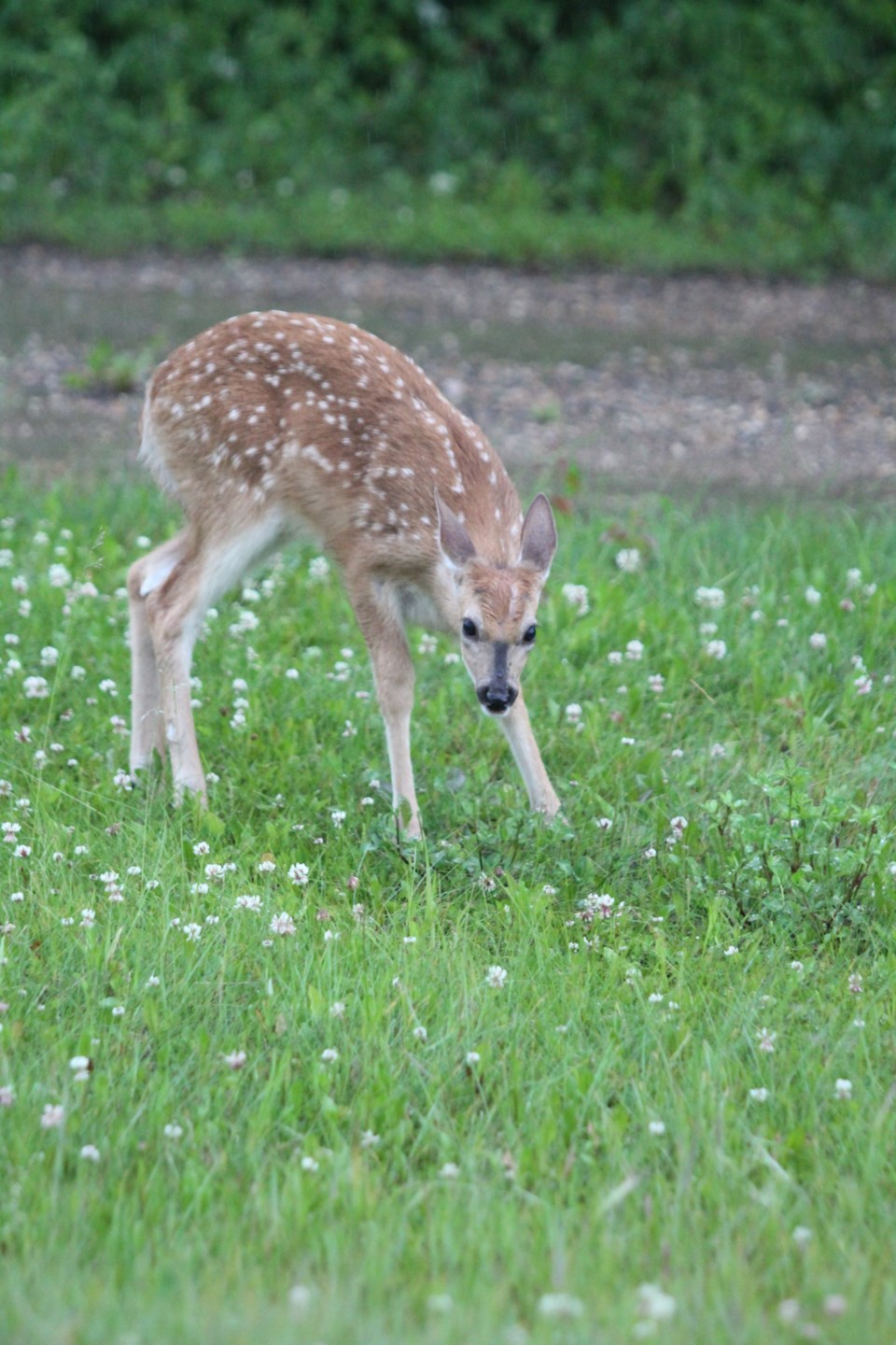 Young deer clover spots ROB wildlife LLB