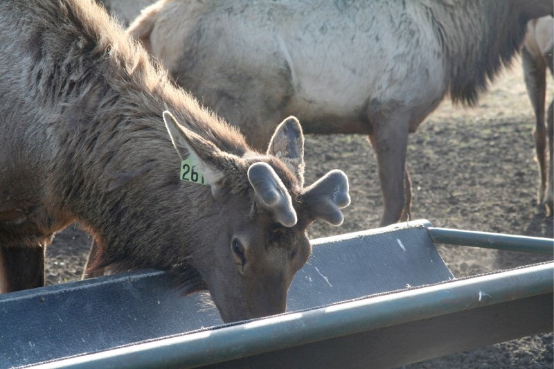 A hungry elk, whose &#8216;buttons&#8217; are popping up, chows down on some grain.