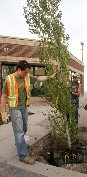 Town of Bonnyville employees Kurtis Sobolewski and Jason Shalka install trees along 50th Avenue last Wednesday.