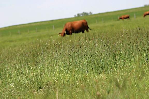 Spring rains have brought new growth to Bonnyville area pastures.
