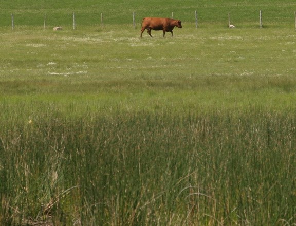 Area farmers report pastures, hay and crops are off to a good start.