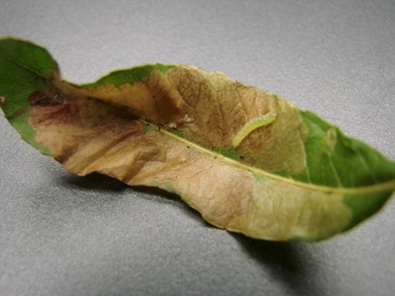 The damage to willow foliage, that is so noticeable this year, is caused by the larvae of the Willow Leadf Miner moth feeding (mining) inside the leaves.
