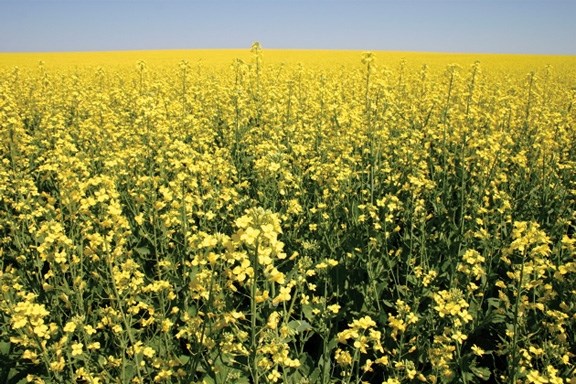 Canola acreage has increased in 2010 over last year. ADG Agri-Industries in Lloydminster is increasing capacity in hopes of being the processor of choice for canola producers.