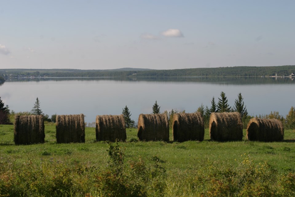 Many farmers report harvest season lagging behind due to excessive moisture.