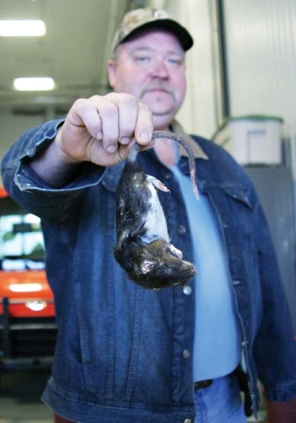 Pest Control Officer Kirby Claybert holds up the dead rat found near Glendon at the MD Agricultural Services office on Dec. 22.