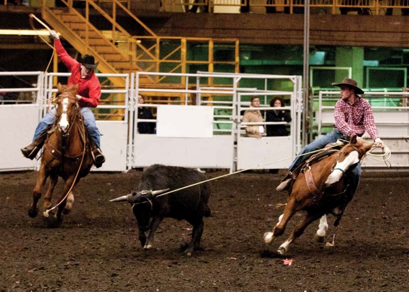 Tyler Davis (right) ropes the head of the calf, while teammate Derrek Griffith goes for the hind legs at the College Rodeo Finals in Edmonton earlier this month. Davis and