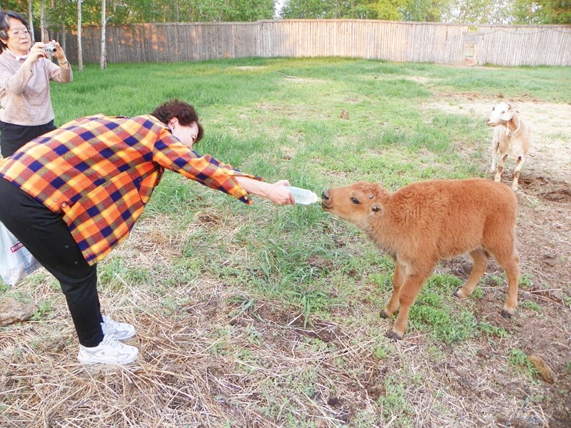 Tatsue Nagai feeds an orphaned baby buffalo while its adoptive mother goat looks on. This was one of dozens of first time experiences for Nagai, who visited the area from