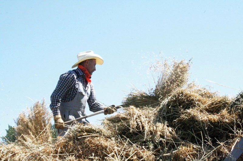 Norm Theroux unloads hay at the Haying in the 30&#8217;s event in Mallaig.