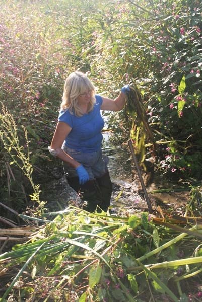 Marsha Hayward pulls up stalks of Himalayan Balsam from the shores of Jessie Lake on Friday. The noxious weed could potentially kill the lake, but experts and volunteers are