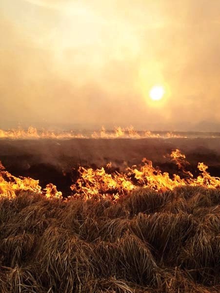 Walls of fire rip through a marshy field around 15 km northwest of Bonnyville Sunday night.