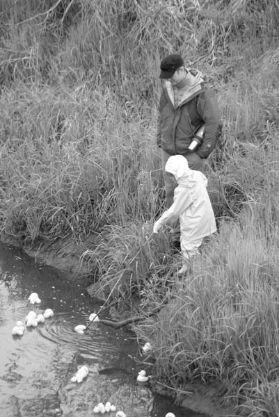 A little girl helps free some rubber ducks caught in the weeds during the Ardmore Duck Race this past Sunday.