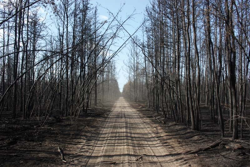 A back country trail divides two large patches of scorched trees and brush near Forsyth Lake. The wildfire that ripped through the area last month burnt approximately 750
