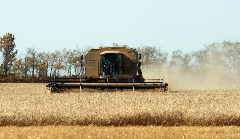 Combines were busy at work on Saturday afternoon harvesting the Food Grains field just outside of Bonnyville.