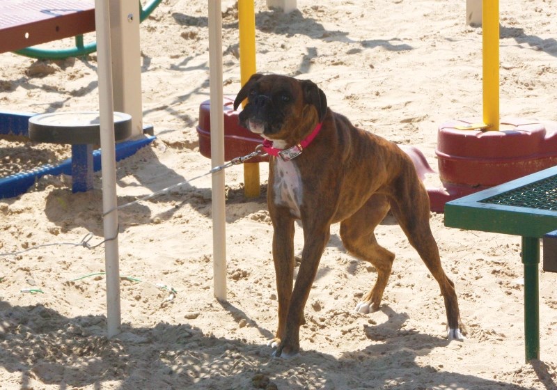 This female dog had got loose from her owner&#8217;s home and became tangled on the playground equipment at Pontiac Park in Bonnyville on July 9, according to the Bonnyville