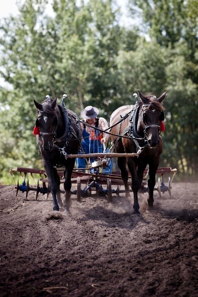 Normand Michaud, along with horses May and June, were among the many volunteers who put on demontrations at this year&#8217;s Haying in the 30s.