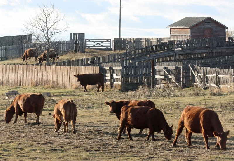 Cattle grazing near Bonnyville.