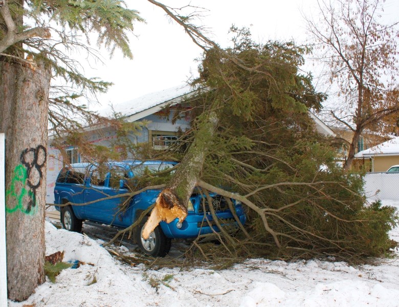 An old tree is blown over onto a truck and garage in Cold Lake during the wind storm on Jan. 15.