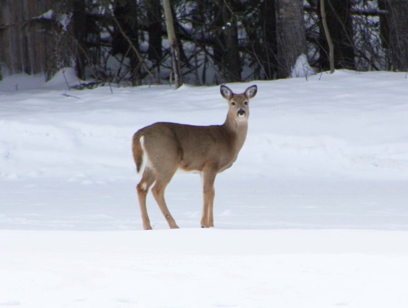 A young deer looks into the distance, near Moose Lake Park.