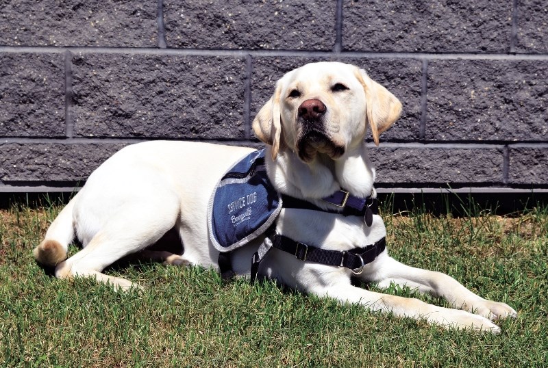 Meet Odie, a two-year-old golden lab who is the newest member of Bonnyville Victim Services.