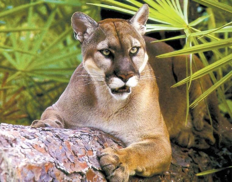 Although cougar sightings in the Lakeland are being reported to provincial authorities, many cases remain &#8220;unconfirmed&#8221;. Provincial authorities are making