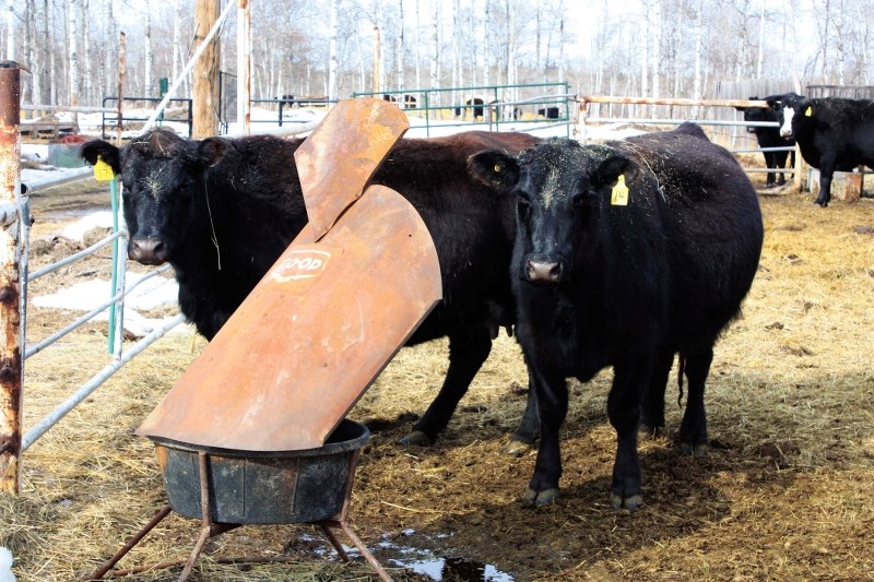 Cattle feeding at a Bonnyville area farm. Farmers are increasing adding garlic to their minerals in the hopes of warding off flies.