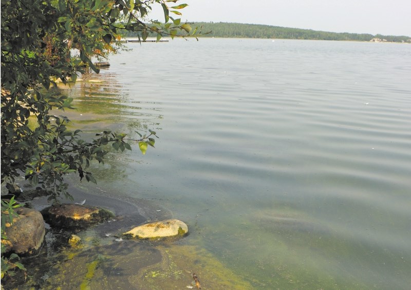 Residents who attended the Mose Lake AGM last week brought up concerns over the blue-green algae appearing on the lake.