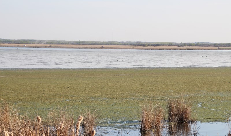 Jessie Lake in Bonnyville is known for a unpleasant smell it emits in the spring and fall.