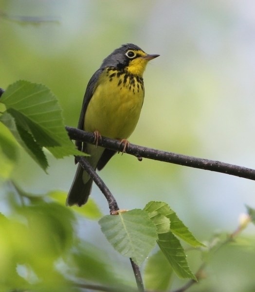 A Canada warbler is one of many different birds one can find in the Lakeland.