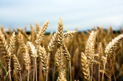 Extremely hot and dry conditions have lead MD of Bonnyville officials to consider declaring a state of agricultural disaster.