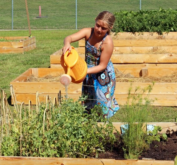 Masyn Bordeleau helps water her grandma&#8217;s garden at the Cold Lake Community Garden grand opening on July 29.
