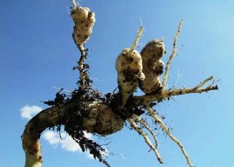 A case of clubroot has been found in an MD canola field.