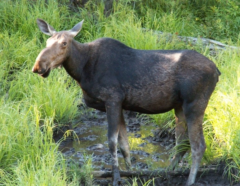 Two Glendon teens have been charged after killing a moose.