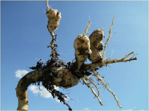 A second case of clubroot has been discovered in a canola crop the MD.