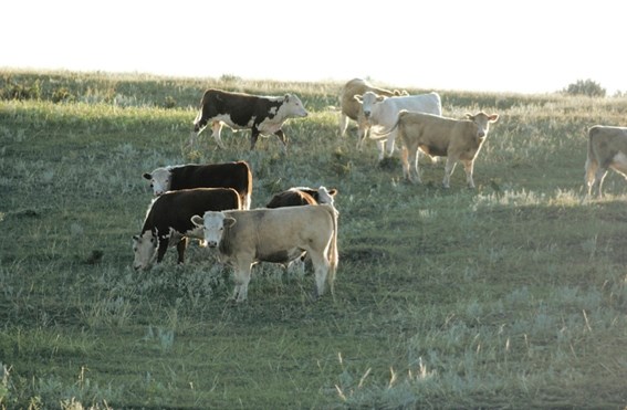 Farmers in the region vote to pump provincial and national check-off chargers to give the industry more funding.