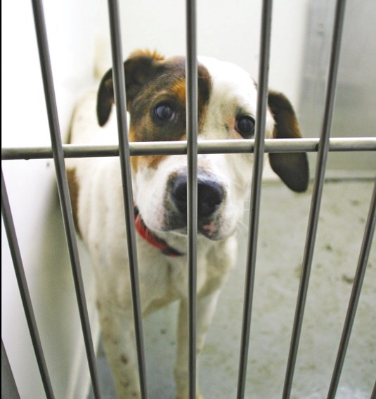 The Lakeland Humane Society is hoping to get some help this Christmas season, as they are overcrowded with twice as many dogs as they have kennels for.