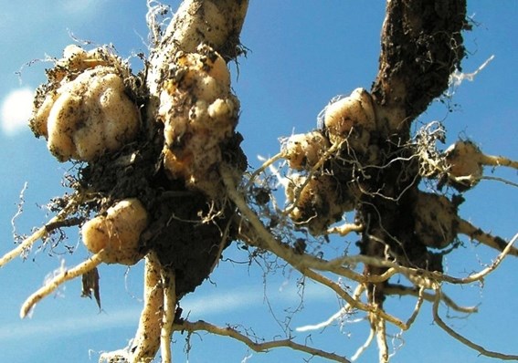 The MD of Bonnyville has approved a new policy in an effort to keep clubroot from spreading through local fields.