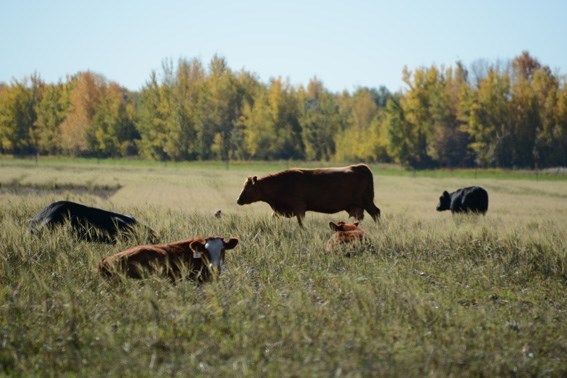 The World Trade Organization has gotten the mandatory Country of Origin rules repealed, much to the province&#8217;s relief.