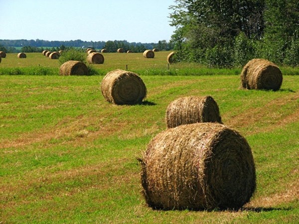 An exceptionally dry summer, coupled with a grasshopper infestation, caused the MD of Bonnyville to declare a state of agricultural disaster.