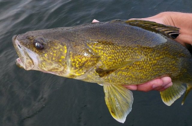 Changes could be coming to the regulations surrounding Walleye fishing at Marie Lake.