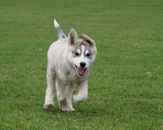 The City of Cold Lake will be looking at creating a dog park.