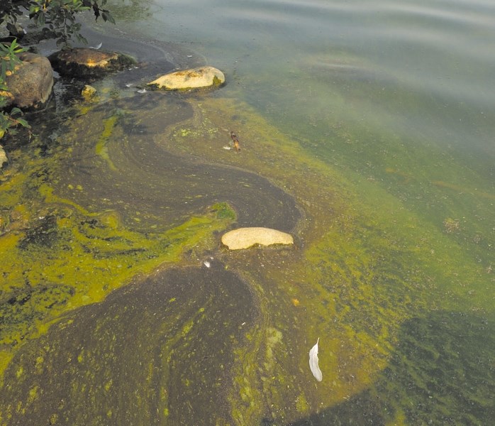 Blue-green algae has consistently been an issue on Moose Lake. The watershed society is in the midst of an in-depth study of each of the five bays, to get a better