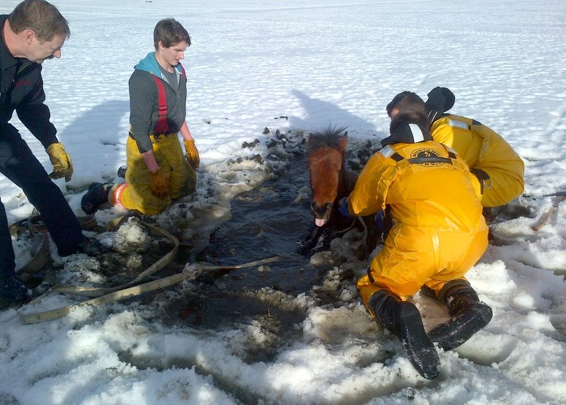 Cold Lake Fire-Rescue crews were called out to make an unusual rescue earlier this month, after a small horse fell through the ice on a farm near Cherry Grove.