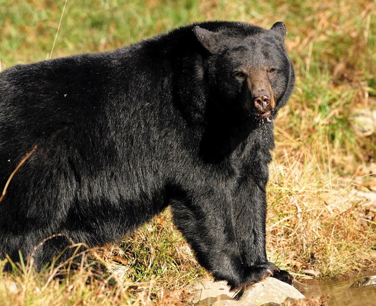 A black bear wandered its way into town last week, and was shot by Fish and Wildlife Officers.