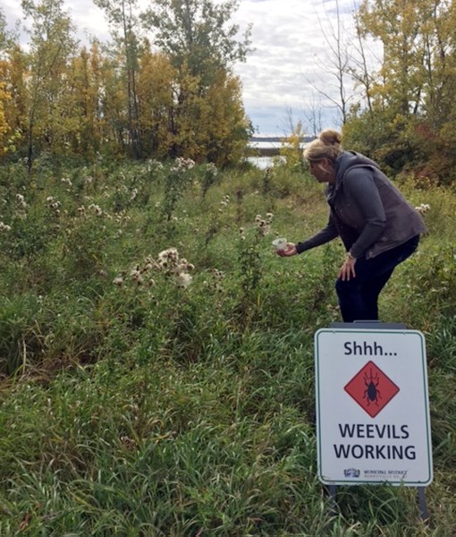 Janice Boden, assistant agriculture fieldman for the MD of Bonnyville, released Canada Thistle Sem Mining Weevils as part of a trial to rid areas of the weed.