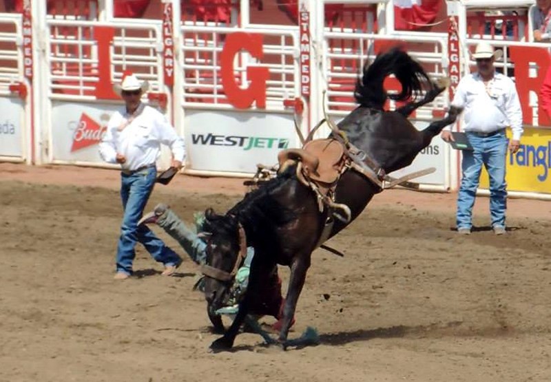 Crazy Day Job, a saddle bronc horse.