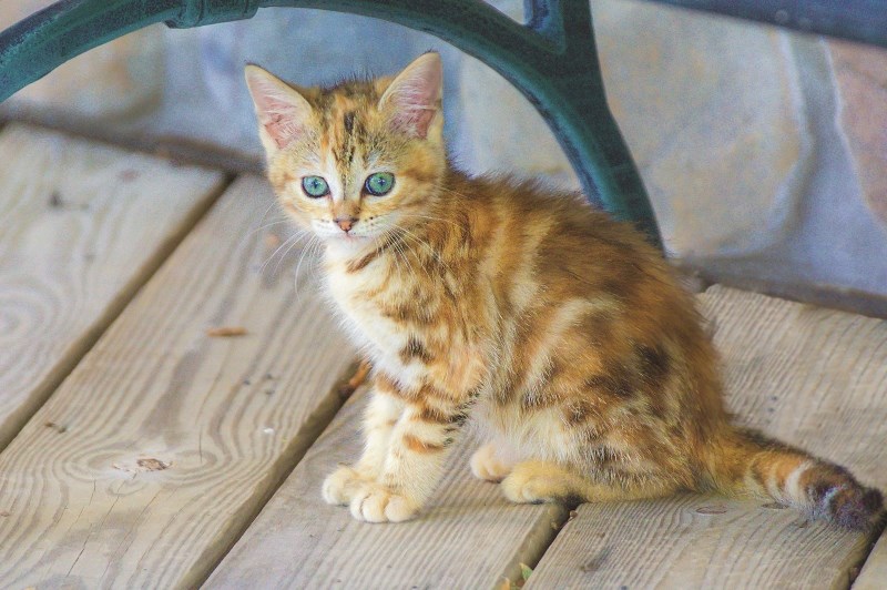 Residents in the MD of Bonnyville feel hopeless after years of cats being abandoned on their properties.